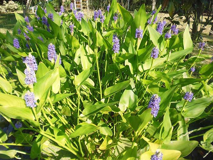 Aquatic pond plants