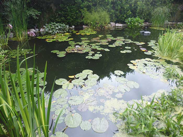 Pond maintenance in Esher, Surrey KT10