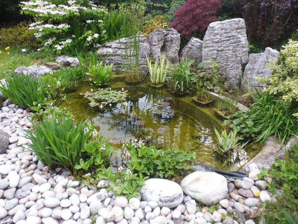 Aquatic Plants Surrey