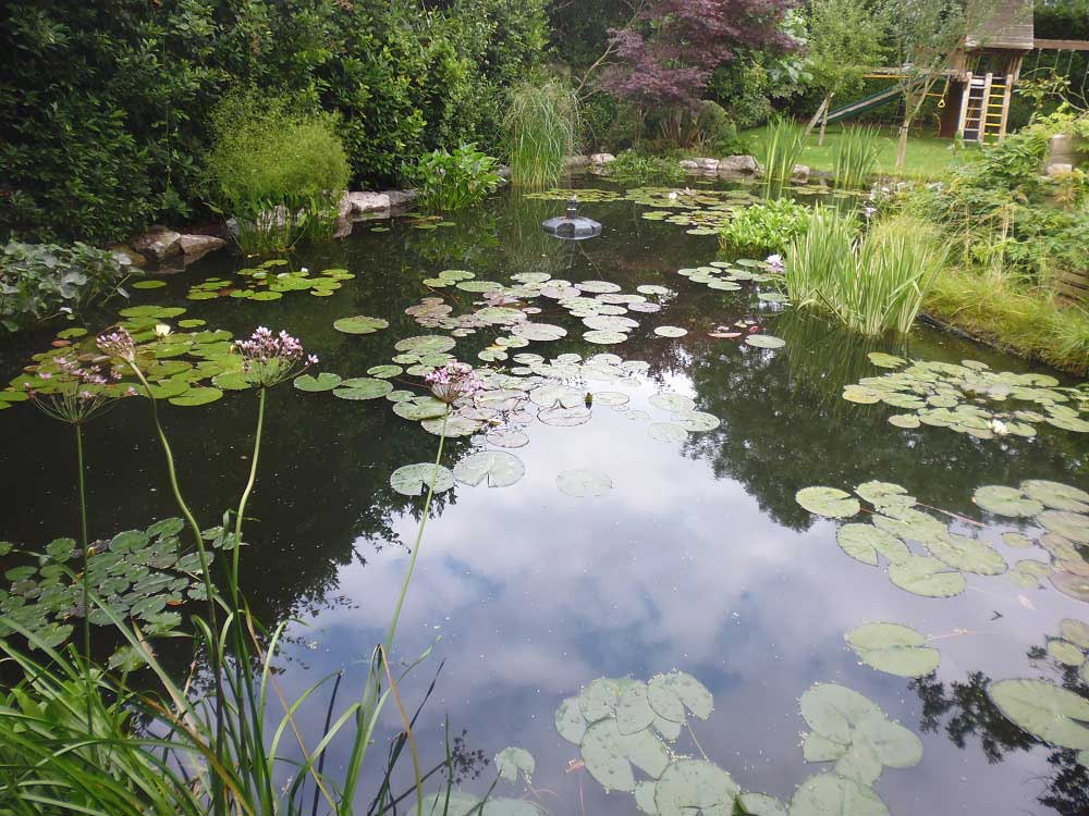 Pond refurbishment in Walton-on-Thames, Surrey KT12