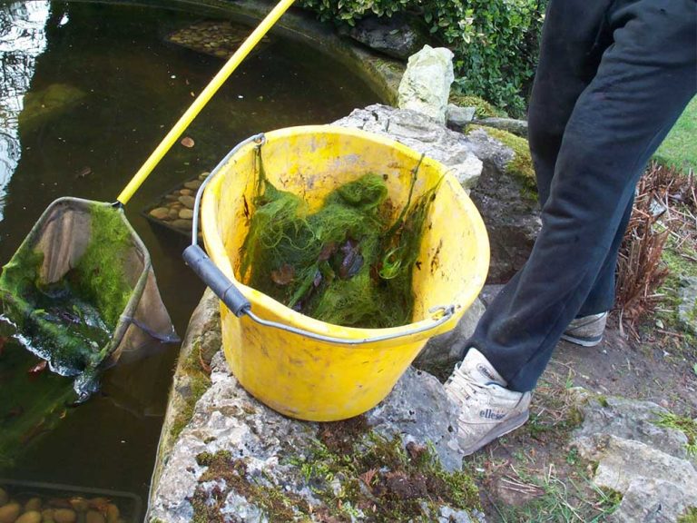 Blanket Weed Wilde Waters Ltd