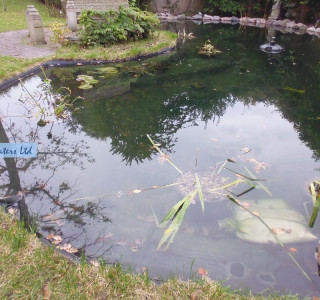 Pond cleaning - Byfleet, Surrey KT14