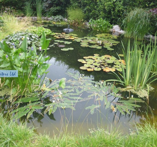 Pond refurbishment in Shepperton, Middlesex TW17