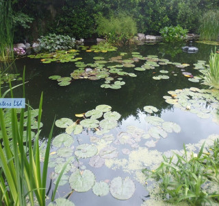 Pond servicing - Molesey, Surrey KT8
