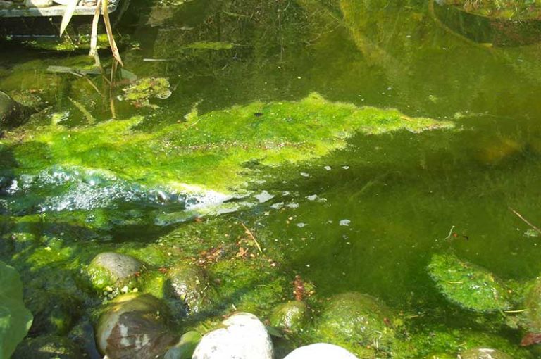 Blanket Weed Wilde Waters Ltd