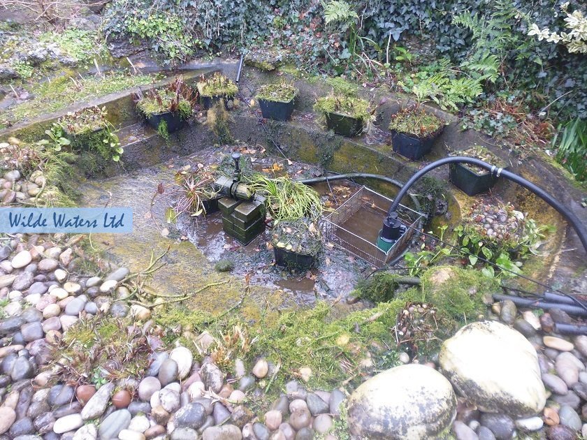 Pond maintenance in Epsom, Surrey KT18