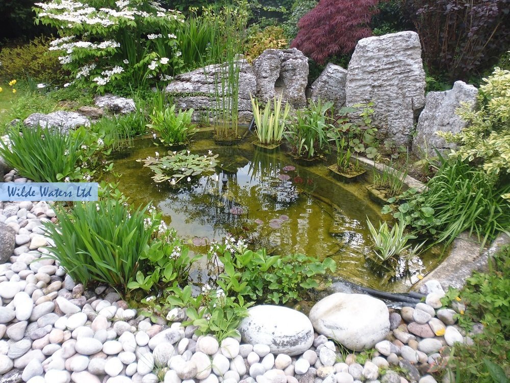 Pond servicing in Guildford, Surrey GU1